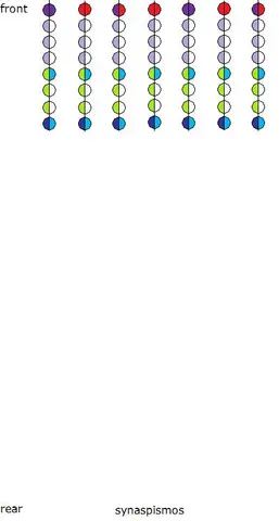 The same in locked shields formation: each file 0.5 m apart, eight ranks. Rightmost file not shown.