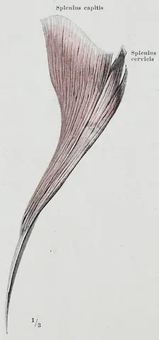 도해: 머리널판근(브라우스 해부학, 1921년 독일판)