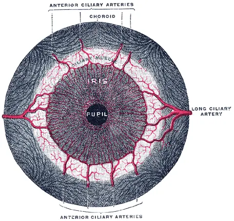Anterior ciliary arteries — 그레이 해부학 도판