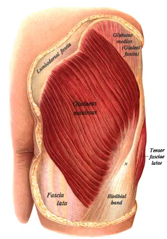 An anatomical illustration from the 1909 edition of Sobotta's Atlas and Text-book of Human Anatomy with English terminology.
