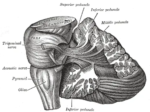 Cerebellopontine angle — 그레이 해부학 도판
