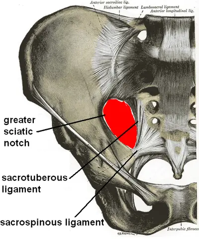 도해: 큰궁둥구멍