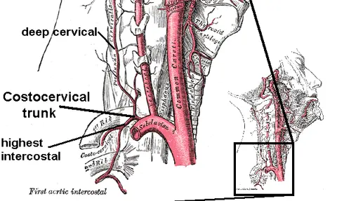 도해: 갈비목동맥줄기(costocervical trunk)와 가지