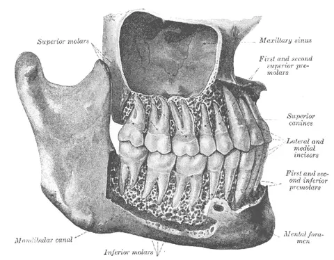 도해: 오른쪽에서 본 영구치(바깥 뼈층과 위턱굴 일부 제거) (Spalteholz)