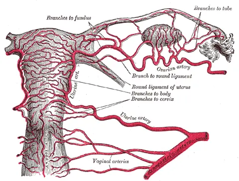 Artery of round ligament of uterus — 그레이 해부학 도판