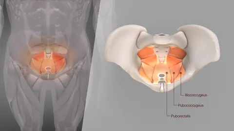 도해: 3D 의학 애니메이션으로 본 항문올림근의 위치와 구조