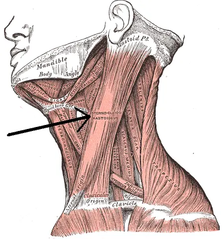 Anterior triangle of the neck — 해부 도판