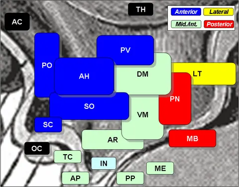 Anterior hypothalamic nucleus — 해부 도판
