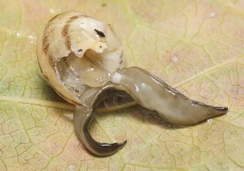 Platydemus manokwari de Beauchamp, 1963, experimental predation on indigenous snail. The flatworm is preying on a snail: it has been disturbed, thus showing the white cylindrical pharynx on the ventral side, protruding and ingesting soft tissues of the snail. The prey is the helicid Eobania vermicul