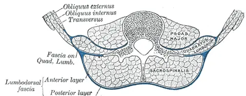 도해: 뒤배벽 가로단면 — 등허리근막의 배열