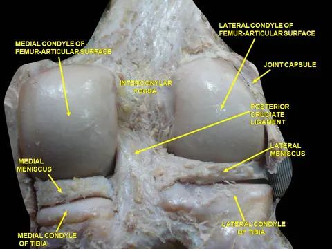 해부 사진: Articular capsule