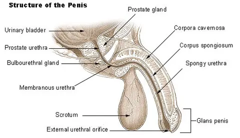 Bulbourethral gland — 해부 도판