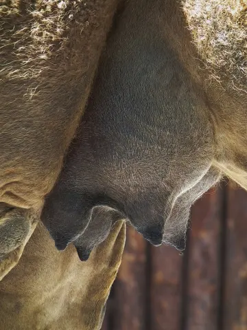 Dromedar (Camelus dromedarius) im Zoo Landau (Rheinland-Pfalz, Deutschland)