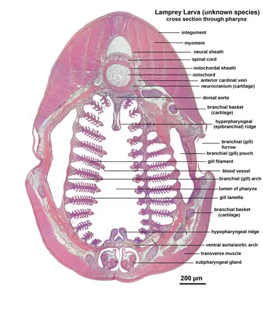 Microscopic cross section through the pharynx of a larva from an unknown lamprey species.