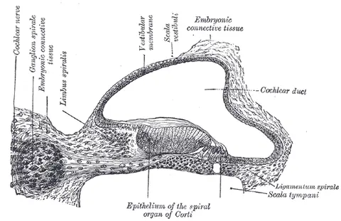 Cochlear duct — 그레이 해부학 도판