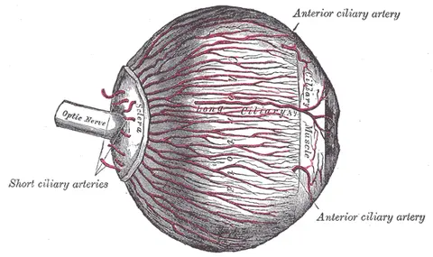 Anterior ciliary arteries — 그레이 해부학 도판