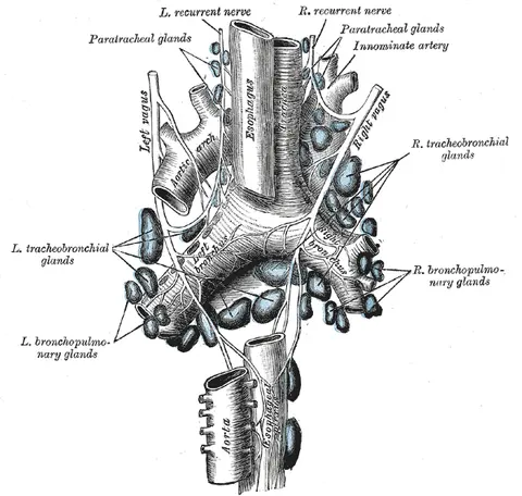 Anterior vagal trunk — 그레이 해부학 도판
