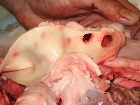 사진: 절개한 돼지 대동맥과 분지 동맥