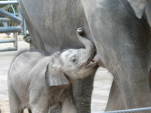 a lot of people don't know that elephants have breasts as opposed to udders. it must be hard to be a baby elephant, with that big ole trunk always getting in the way.