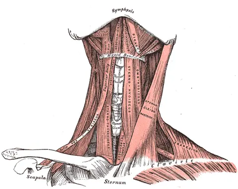 Anterior triangle of the neck — 그레이 해부학 도판
