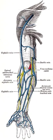 Clavipectoral triangle — 그레이 해부학 도판